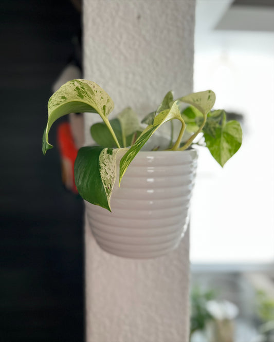 Maceta mediana Barna