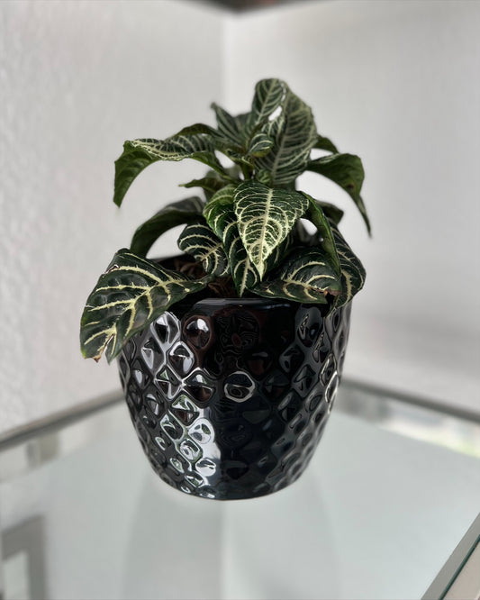 Maceta mediana Ónix