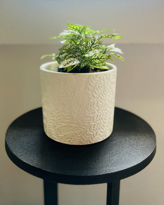 Maceta chica Ramia