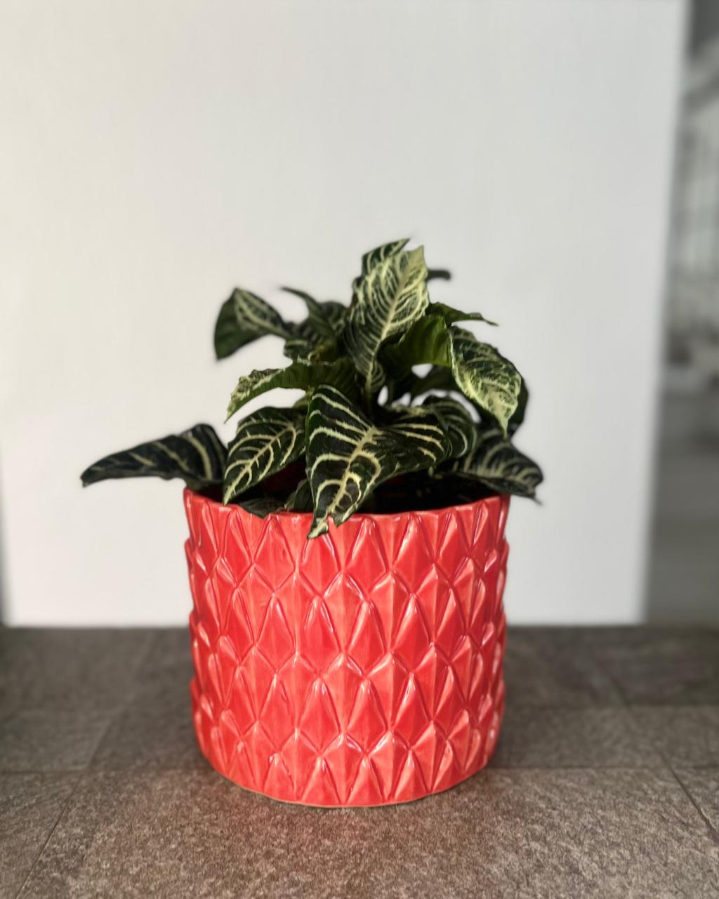 Maceta mediana Sakana