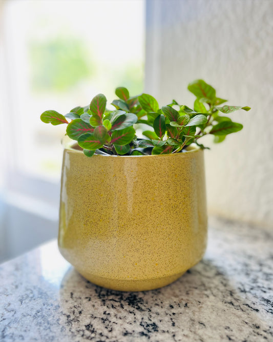 Maceta chica Terra