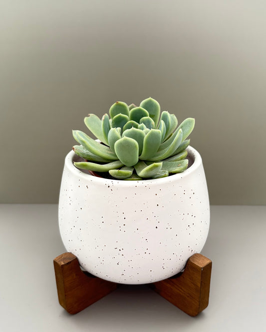 Maceta chica con base Yuna