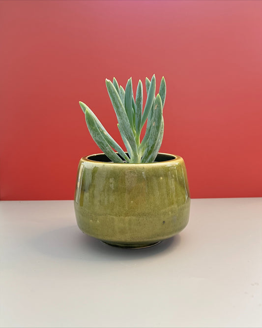 Maceta mini para suculenta Tao