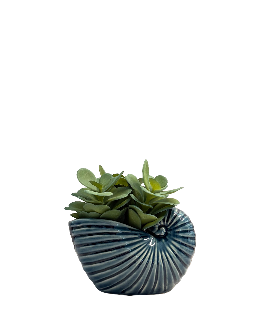 Maceta nautilus de cerámica con suculenta artificial